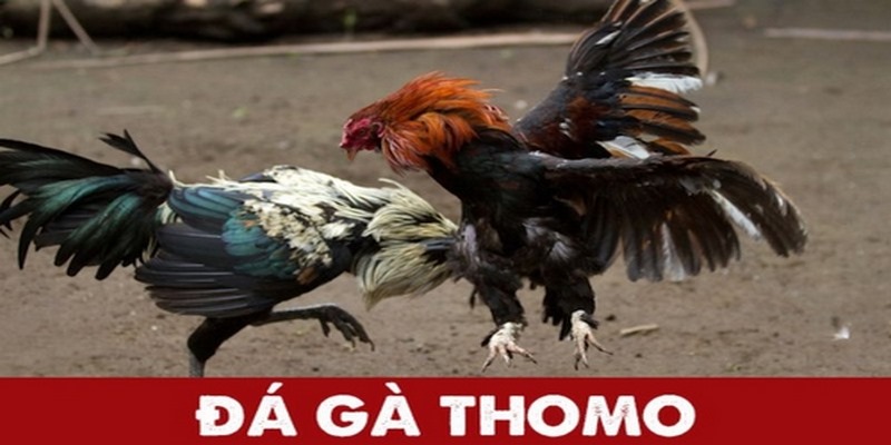 Đá Gà Thomo Kubet77