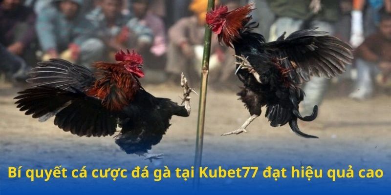 Bí quyết cách cá cược chọi gà hiệu quả tại Kubet77