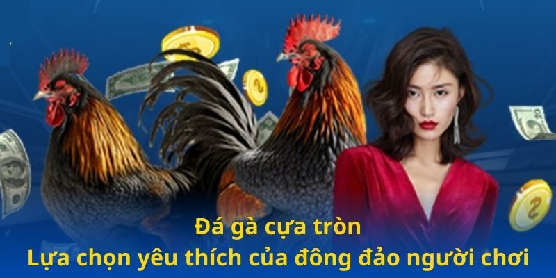 Đá gà cựa tròn - Lựa chọn yêu thích của đông đảo người chơi