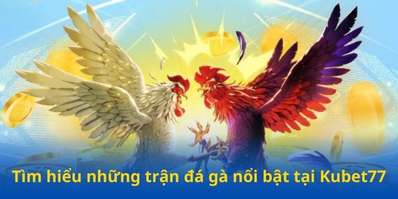 Những trận đá gà Kubet77